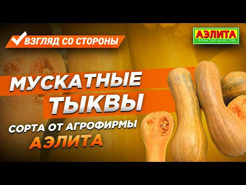 Мускатные Тыквы – Сорта от Агрофирмы Аэлита