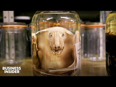 Inside The $50 Billion Museum Economy Threatened By Government Shutdowns