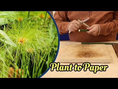 How Ancient Egyptians Made Papyrus | Step-by-Step for Kids!