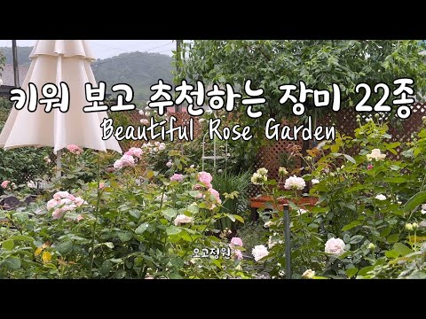 #31, 키워보고 추천하는 장미 22가지 품종 / 영국장미 / 독일장미 / 프랑스 장미 / 봄을 준비해요 🌸🌿
