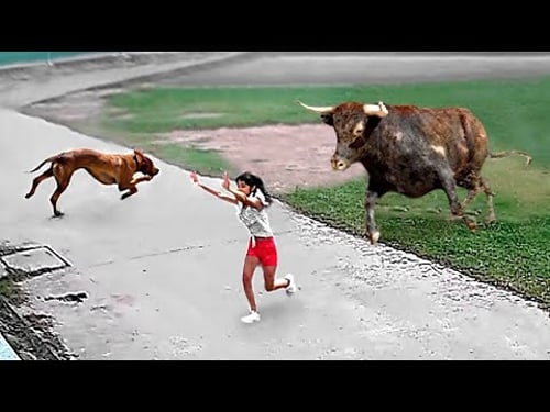 100 Amazing Cases Animals Save People