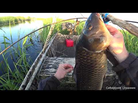 Накидал кабанчиков в лодку. Ловим болотных сазанов.