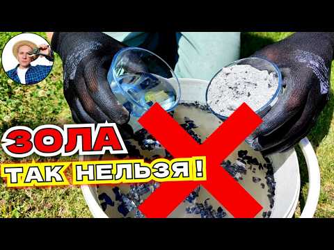 Use ASH Properly: 4 Summer Ash Fertilizers