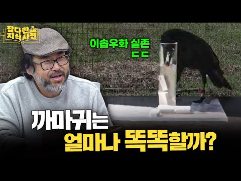 요새 왜 까치보다 까마귀가 많음? 🐦⬛/ 오비이락, 반포지효, 오합지졸... 까마귀 표현 과학적 분석