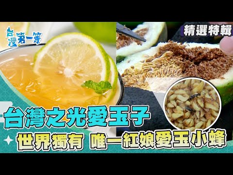 台灣第一等【石縫中的千元鈔票"阿里山薊" 台灣國寶植物/世界僅台灣獨有愛玉 唯一紅娘愛玉小蜂】_精選特輯