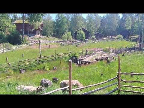 Summer at the Off-Grid Norwegian homestead | Sheep, Trees and daily farm life