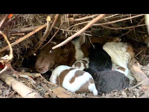 Abandoned mama dog comes to our shelter asking for help for her family.