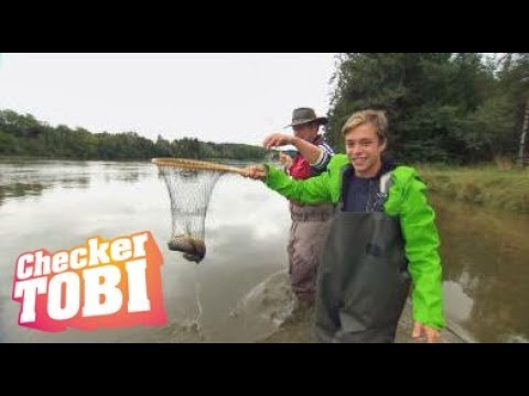 Der Frische-Fische-Fischen-Check | Reportage für Kinder | Checker Tobi