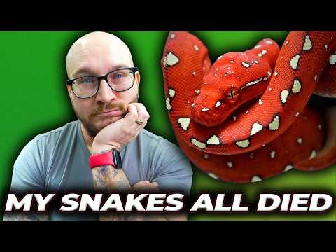 I Euthanized My Snakes. Heartbroken!
