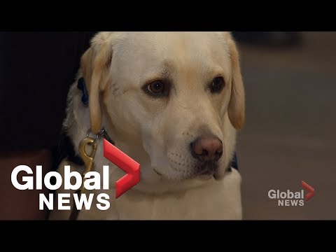 George H.W. Bush's loyal service dog 'Sully' visits his casket