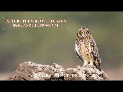 The Best combo of Camera and lens for wildlife? Canon R6 mark ii + RF 200-800mm #canon #wildlife