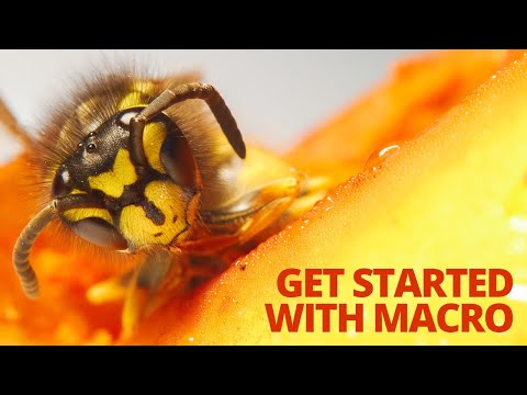 Beginner's guide to Macro Photography - Everything you need to know to get started!