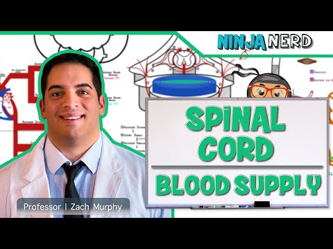 Neurology | Spinal Cord Blood Supply