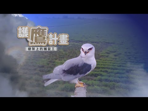 【珍禽守護者】黑鳶來了 農村護鷹計畫|華視新聞雜誌EP2308單元3 2022.04.01