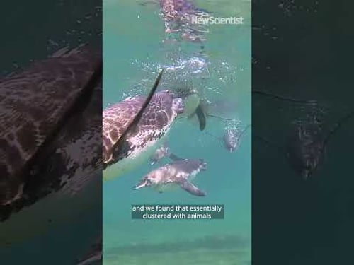 The dinosaur who took to the water 🦖