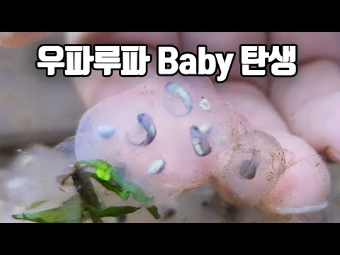 드디어 우파루파 베이비가 탄생했습니다!!