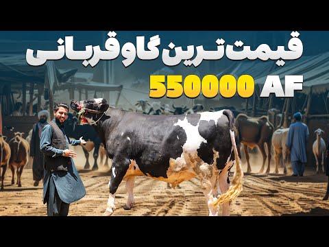 کمیاب ترین نژاد گاو در افغانستان - هزار کیلو گرام وزن دارد 550 هزار افغانی قیمت دارد