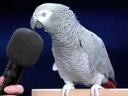 Einstein the bird