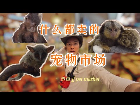 【泰国】最大宠物市场,居然全是保护动物!