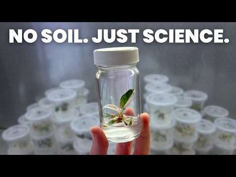 I Cloned This Plant 500 Times