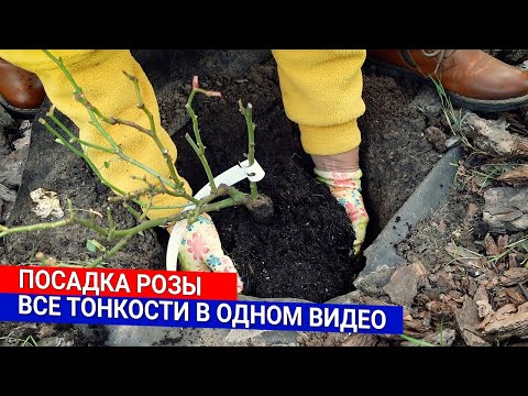 Rose planting – all the details in one video