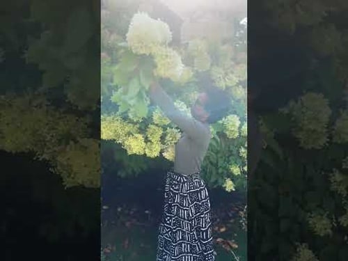 Hydrangeas are in bloom! #interiordesign #elevateeverything #daviskitchenrenovation