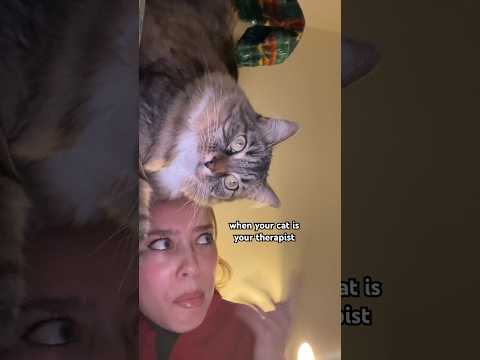 Late night chats with the cat #lifeisbutadream #viral #shorts #cat