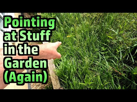 A Very Local Nature Ramble (I Didn't Leave the Garden)