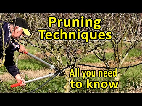 Pruning Fruit Trees | Pruning Techniques | Essential Pruning Course