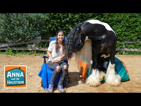 Tinker | Information für Kinder | Anna und die Haustiere
