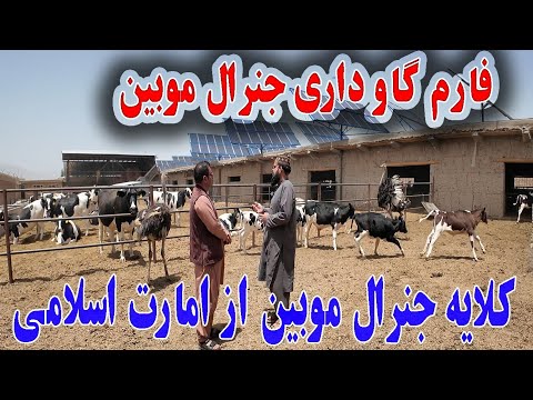 گزارش ویژه سردارنظری ایجاد بزرگ ترین فارم گاو داری توسط جنرال مبین خان در ولایت لوگر