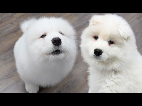 The most ADORABLE fluffy howling Samoyed puppy ๐