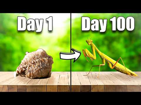 Raising a Deadly Mantis for 100 Days