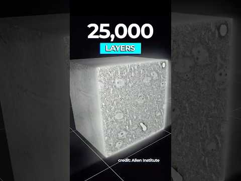 Scientists Create the World's Largest Brain Map