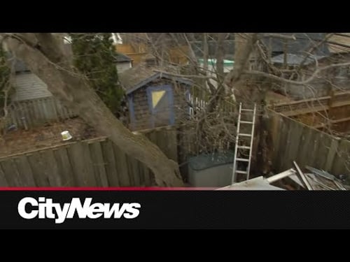 Homeowner says developer tried to cut down tree on his property