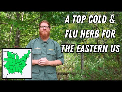 Native Indians Showed Early American Settlers This Potent Medicine