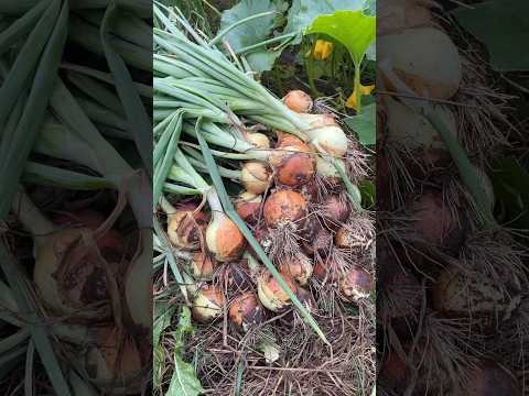 3 Tips for Growing HUGE Onions That Store Well #gardening #onions