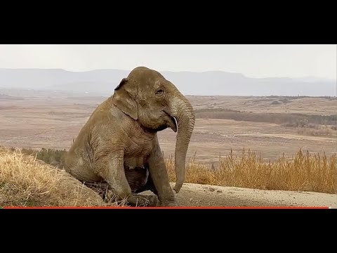 Когда слониха МАГДА УМРЁТ или эти люди перестали ВИДЕТЬ КРАСОТУ вокруг себя!