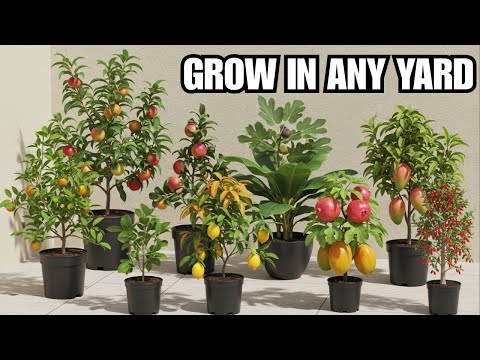 10 AMAZING Fruit Trees People With SMALL YARDS Can Grow!