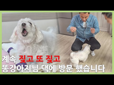 Dog barks when I'm there and barks when I'm not there. Don't be stressed and watch this video (En...
