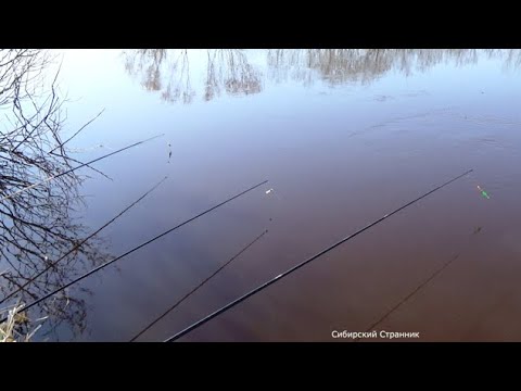 Руки устали ее таскать. Весенний жор. Рыбалка в Сибири.