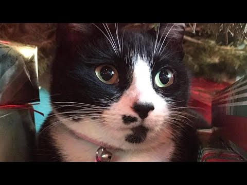 Every day this cat brings gift for woman who was kind to her