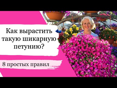 КАК УХАЖИВАТЬ ЗА ПЕТУНИЕЙ, чтобы она всегда была очень пышной и красивой!!! Простые советы!!!