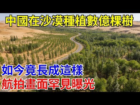 中國在沙漠種植數億棵樹,如今竟長成這樣,航拍畫面罕見曝光!【科创驿报】#科普#科学#工程#超级工程 #建造 #中國基建#施工 #沙漠工程 #國際觀點 #熱門 #大熱門 #中國 #基建狂魔