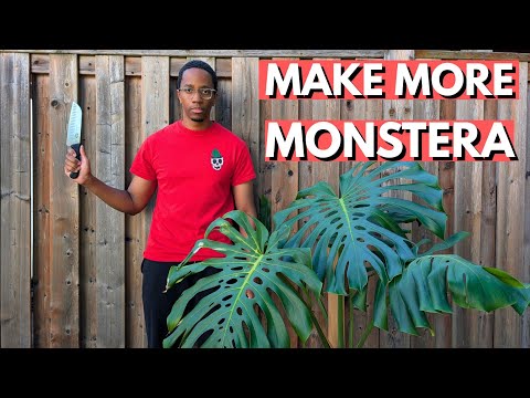 How to water propagate a Monstera Deliciosa