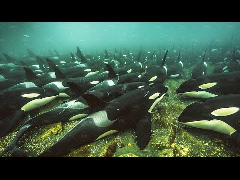 It's Hard to Believe, But It Really Happened, a New Species of Orca Is Shocking the World