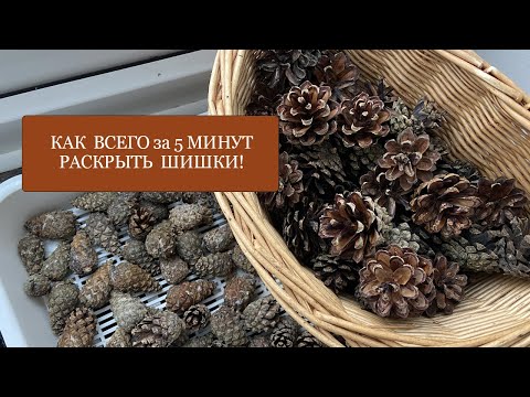 Как ВСЕГО за 5 минут раскрыть шишки! Супер простой и быстрый способ! Вам поможет СВЧ!