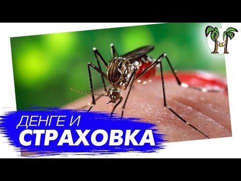 Медицина в Таиланде: Какую страховую выбрать при поездке в Таиланд? Эпидемия лихорадки Денге