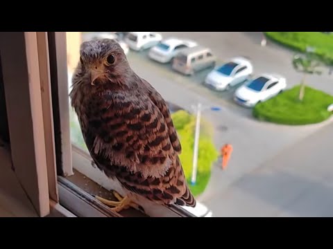 A Wild Kestrel Landed on My Window—And We Became Friends
