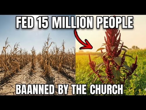 THIS GRAIN YIELDS MORE THAN WHEAT ON ZERO WATER. ONE CROP FED 15 MILLION PEOPLE. THEN THE CONQUISTAD